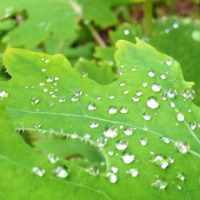 At Last: Supple, Beautiful, Stain-Resistant Cotton Tablecloths
