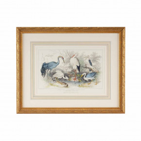 Herons, Egrets & Cranes Collection Print