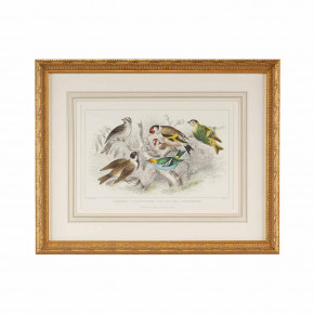 Gold Finch, Bunting & Wrens Collection Print