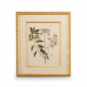 Catesby Bird & Botanical I Giclee Print