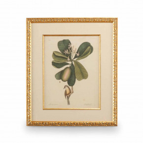 Catesby Bird & Botanical III Giclee Print