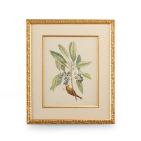 Catesby Bird & Botanical V Giclee Print