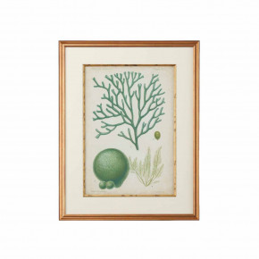Seaweed Specimen In Green IV Giclee Print