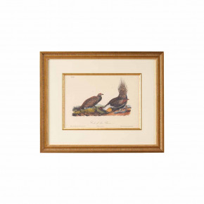 Cock Of The Plains Lithograph