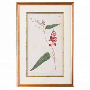 Botanical Plate No.263 Giclee Mount Vernon Series