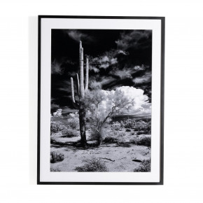 Sonoran Desert By Getty Images