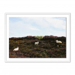 Sheep In Heather by Wesley And Emma Teague