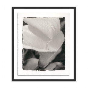 Calla Lily by Platinum Revival
