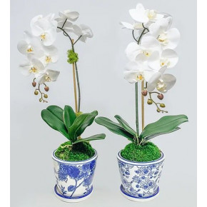 Set of 2 Single Orchids In Blue/White Pot