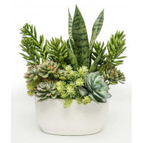 Succulents/Sanseverria in Oval White Cement 18x13x20"