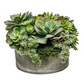 Succulent Mix In 10" Tin Bowl