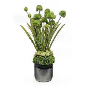 Green Allium In Large Black Lennon Pot