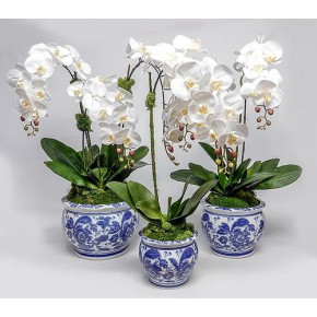 Set of 3 Blue/White Pots With Orchids