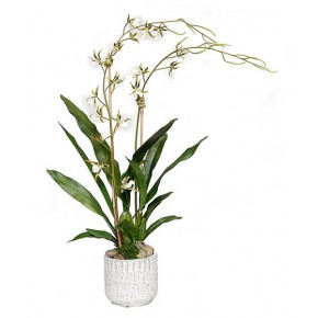 Kanab Pot With Brassia Orchid