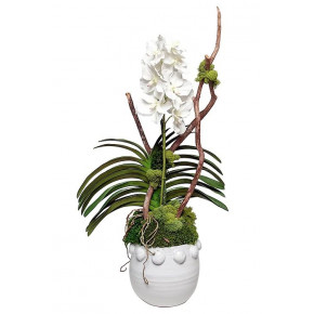White Knob Pot With White Vanda Orchids