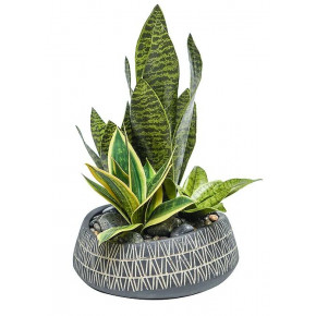 Indian Dish With Sansevieria Variety