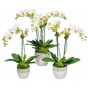 Set of 3 Pale Green Orchid Pots