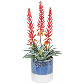 Red Flowering Agave In Ombre Pot