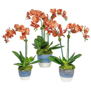 Set of 3 Coral Orchids In Ombre Pots