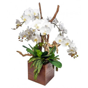 Orchids In Large Wood Box