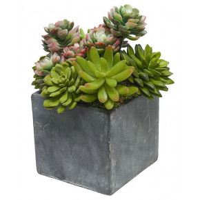 Succulents In 6"Cement Cube