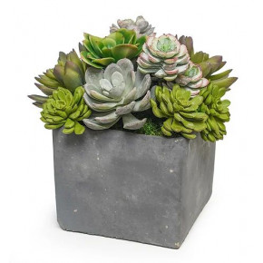 Succulents In 7" Cement Cube