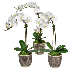 Set of 3 Orchids In Black African Pots