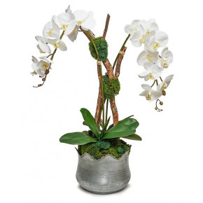 Orchid/Branch In Tulip Tin