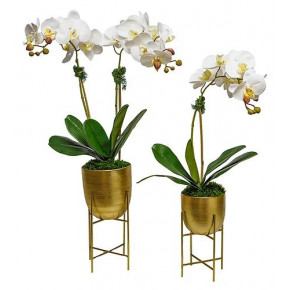 Set of 2 Orchids In Gold Pot On Stand