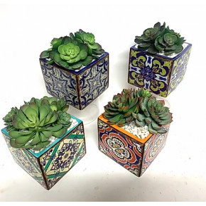 Set Of Four Succulents Assortment 5" Tile Pot 6" x 7"