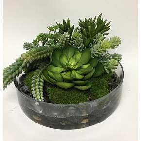 Succulents in Glass Bowl 13" x 8"