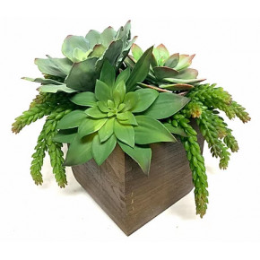Succulents in Wood Box 14" x 14"