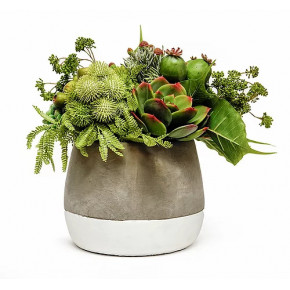 Succulents & Pods in Ash Pot