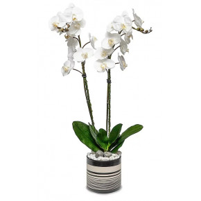Double Orchid in Sinclair Pot