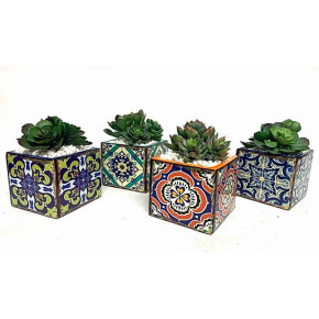 Set Of Four Succulents Assortment 4" Tile Pot
