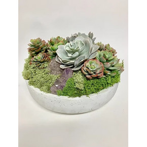 Succulents, Crystal in Zane Bowl 13" x 8"