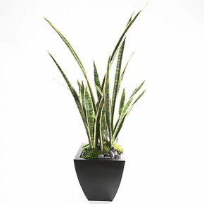 Potted Sansevieria Variegated 47" x 21"