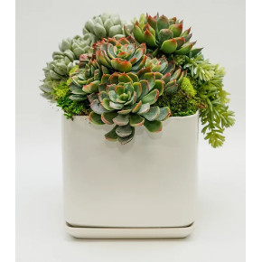 Succulents in Medium Square White Pot