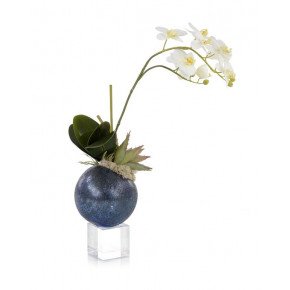 Midnight Blue Orchid