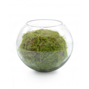 Aquatic Moss Ball