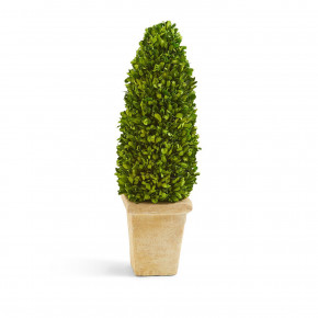 Hedges Lane 21" Preserved Boxwood Cone Topiary in Planter Boxwood/Terracotta