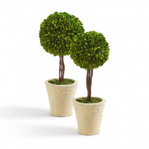 Hedges Lane Set of 2 Preserved Boxwood Ball Topiary in Planter Includes 2 Sizes Boxwood/Terracotta