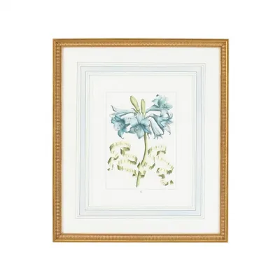 Blue Floral W/Ribbon C Hand Colored Engraving