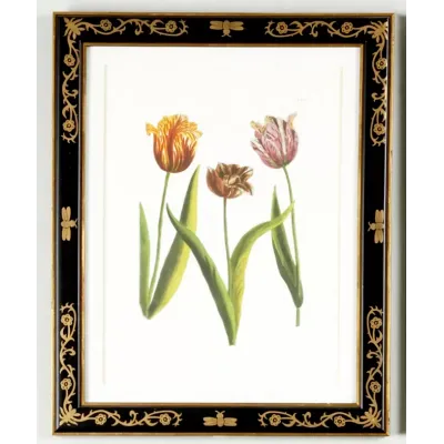 Tulip Decorative Frame(988) Lithograph Print