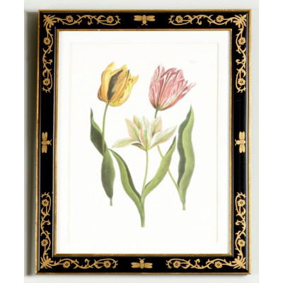 Tulip/Dec. Frame (991)