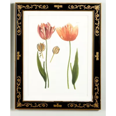 Tulip/Decorative Frame(989) Lithograph Print