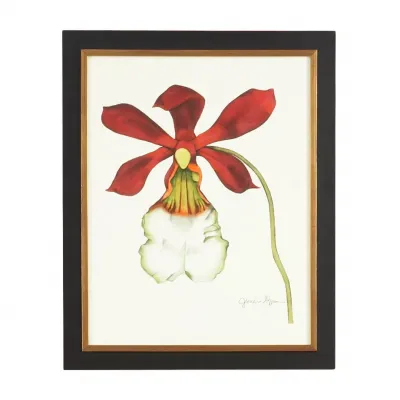 Majestic Orchid II Hand Colored Print