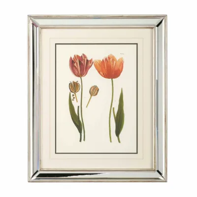 Tulips D Lithograph Print