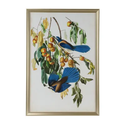 Audubon Blue Jay II