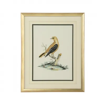 Cain Birds
